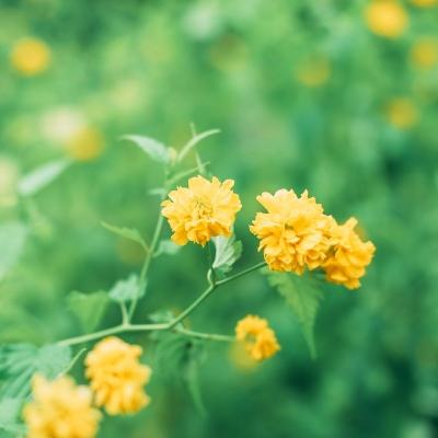 饥饿鲨生存进化无限钻石下载